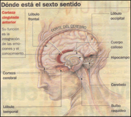 corteza cingulada anterior